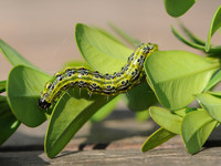 <p>Mit den steigenden Temperaturen wird der Buchsbaumzünsler aktiv. Kontrollen sind jetzt besonders wichtig. Entscheidend ist, dass ein Befall frühzeitig…</p>