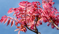 <p>Der Chinesische Surenbaum (Toona sinensis) ist schnellwüchsig und wird bis 20m hoch. Er bildet eine breitovale bis rundliche und lockere Krone aus und…</p>