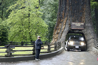 Der Chandelier Tree (Sequoia