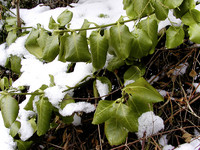 <p>Frisches Grün ist ein erstes, sicheres Zeichen des nahenden Frühjahrs. Doch uns Fachleute animiert ein zeitiger Austrieb nicht immer zu Jubelgesängen.…</p>