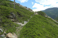 <p>2018 wurde der Verein Artenförderung Schweiz ins Leben gerufen. Er setzt sich für den Erhalt und die Förderung von seltenen, oft vergessenen Tier- und…</p>