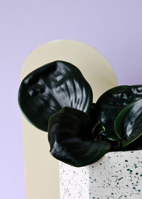 <p>Nach einer fast einjährigen Kampagne mit Nominierungen, zwei Abstimmungsrunden und Beurteilungen wurden in den Niederlanden die Gewinner der von Royal…</p>