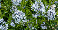 <p>Eine Staude wie der Blausternbusch (Amsonia tabernaemontana) hat es etwas schwer, da Geduld nicht die Tugend zu sein scheint, mit der die…</p>