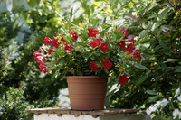 <p>Eine der attraktivsten Kübelpflanzen der Gegenwart ist die Mandevilla, die unter dem Synonym Dipladenia noch bekannter sein dürfte. Ausser der…</p>