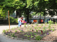 Essbare Städte – können urbane Gärtner dem Boden trauen? <p>Nach dem Vorbild der deutschen Stadt Andernach ziehen auch Bern und Zürich mit dem Anbau von essbaren Nutzpflanzen im öffentlichen Raum nach.…</p>