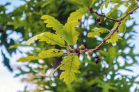 <p>Park- und Stadtbäume sind bereits heute den extremen Auswirkungen des Klimawandels ausgesetzt. Deshalb spielt bei Neu- oder Ersatzpflanzungen die…</p>