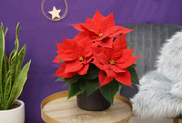 <p>Mit der Kompetenz in Rot und weiteren&nbsp;modernen und aussergewöhnlichen Sorten bietet Selecta one eine&nbsp;ganze Bandbreite an unverwechselbaren<br> Poinsettien…</p>