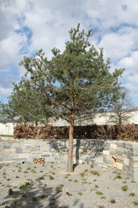 <p>Auf der Allmend in Dietikon entsteht derzeit die Gartenausstellung (G)Artenvielfalt. Die vom Gärtnermeisterverband des Kantons Zürich (GVKZ)…</p>