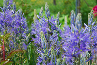 <p>Über die ersten Blüten im Jahr freut man sich besonders. Sind sie doch nach den Wintermonaten das verlässliche Zeichen der Natur, dass ein Neubeginn…</p>