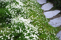 <p>Mit zunehmender Hitze und Trockenheit zeigt sich Rasen als wenig robust. Stattdessen erweisen sich begehbare Bodendecker und trittfeste Stauden als…</p>