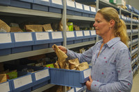 Die Hüterin der Samenbibliothek <p>Mira Langegger hütet für ProSpecieRara Hunderte Sorten Samen von alten, fast vergessenen Kulturpflanzen und sorgt für ihre regelmässige…</p>