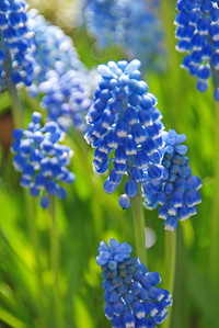 <p>Es ist das intensive Blau ihrer Blüten, das den Frühlingsgarten zum Strahlen bringt. Imposante Blickfänge bilden Muscari besonders, wenn sie zahlreich…</p>