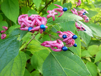 <p>Von den etwa 150 Arten der Gattung Clerodendrum haben bei uns einige aus den tropischen Regionen kommende Arten eine Bedeutung als Kübel- oder…</p>