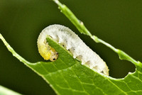 <p>Man sieht sie selten und findet in der Fachliteratur wenig über die Christrosenblattwespe, Monophadnus latus (M. longicornis). Doch wenn sie ihre Eier…</p>