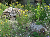 <p>Die Urbanisierung ist ein Treiber des weltweiten Artensterbens, daher bilden botanische Gärten in urbanen Landschaften Oasen für wild lebende Arten.…</p>