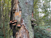 <p>Seit einem Vierteljahrhundert darf sich der Sihlwald wieder in eine Wildnis verwandeln. Wir haben den Urwald vor den Toren von Zürich zusammen mit…</p>