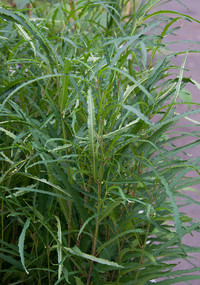<p>Die elegante Erscheinung des Farnblättrigen Säulen-Faulbaums setzt in jedem Garten oder auf jedem Balkon Akzente. Seine filigranen, schmalen,…</p>