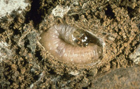 <p>Die sibirische Kälte hat die Schweiz fest im Griff. Sterben deshalb die meisten Pflanzen-Schädlinge? Sind unsere Freilandkulturen somit im kommenden…</p>