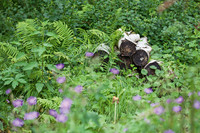 <p>In den letzten Jahren lag der Fokus bei der Suche nach «klimawandeltauglichen» Pflanzen auf trockenheits- und hitzeverträglichen Arten. Viel wichtiger…</p>