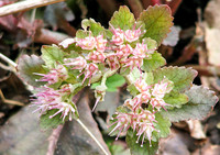 <p>Früh blühend wie Schneeglöckchen, üppig wachsend wie Kriechender Günsel mit rauen, grossen Blättern wie Bergenien und doch kaum bekannt: das…</p>