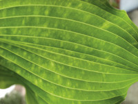 <p>Das Auftreten eines neuen Virus seit den 1980er-Jahren hat Gärtner und Hosta-Liebhaberinnen weltweit beunruhigt. Inzwischen gibt es neue Erkenntnisse…</p>