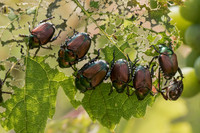 <p>Der Japankäfer ist bereits daran, von Italien ins Tessin vorzu­dringen. Es ist trotz allen Vorsichtsmassnahmen nur eine ­Frage der Zeit, bis er sich…</p>