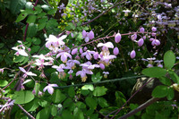 <p>Wiesenrauten (Thalictrum) gehören nicht zu den farben­frohen Blendern in den Staudenbeeten, dennoch ist ihre Beliebtheit erstaunlich gross: Sind es…</p>