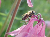 <p>Der Weltbienentag vom 20. Mai machte auf die Situation und&nbsp;Bedürfnisse von Bienen und Bestäubern aufmerksam. Vor allem die Wildbienenarten sind in der…</p>