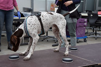 <p>Der Japankäfer hat sich in der ganzen Schweiz ausgebreitet und bedroht Hunderte Pflanzenarten. Zwei Umweltingenieurinnen trainieren Hunde, um die…</p>