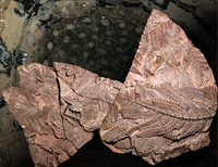 <p>Besonders herausragenden Fossilien wird von der deutschen Paläontologische Gesellschaft der Titel «Fossil des Jahres» verliehen. </p>