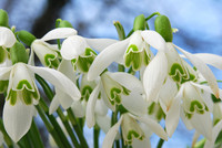 <p>In Grossbritannien gehört die Galantophilie, die Liebe zu Schneeglöckchen, unter Gartenfreunden schon fast zum guten Ton. Ja, manchmal spricht man…</p>