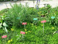 <p>Der Oeschberg bietet rund 100 Ausbildungsplätze in der Grundbildung an. Wer hier eine Gärtner- oder Floristenlehre macht, wird bei Bedarf speziell…</p>