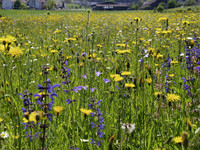 <p>Einjährige Ansaat von Sommerblumen, mehrjährige Flächen aus Sommerblumen und Wildstauden, dauerhafte Blumenwiesen oder Blumenrasen – die Mischung…</p>