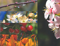 <p>Die Phänologie ist die Untersuchung des zeitlichen Auftretens biologischer Ereignisse. Dazu gehören beispielsweise die Ankunft eines Zugvogels oder…</p>