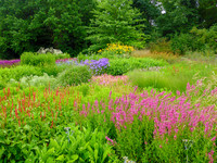 <p>Piet Oudolf hat in etlichen Ländern seine Spuren hinterlassen und uns wunderbare Staudenpflanzungen beschert. Auch wenn der High Line Park in New York…</p>