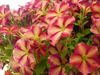 Petunia ‘Cha Ching’ besticht