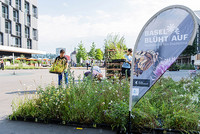 <p>2400 Wiesenziegel nahmen vorübergehend Platz auf der Asphaltfläche des Meret-Oppenheim-Platzes hinter dem Bahnhof SBB in Basel. Die 600 Quadratmeter…</p>