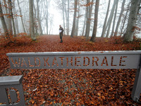 Die Waldkathedrale von Beromünster <p>Die Waldkathedrale in Beromünster LU ist mit keiner anderen Parkanlage zu vergleichen. Der frühere «Spaziergang» des Chorherrenstifts wurde von der…</p>