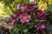 <p>Im Frühling bringen Lenzrosen die langersehnten Farben zurück in den Garten. Aktuell sind in den Gärtnereien und Gartencentern nebst traditionellen…</p>