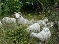 <p>Die Stadt Basel, die in den letzten Jahren probeweise Schafe zur Wald- und Wiesenpflege eingesetzt hat, ist von den Pflegeresultaten so überzeugt,…</p>