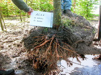 <p>Fast alle Baumschulgehölze werden ab dreimal verschult zusätzlich zum Ballenleinen mit einem Drahtkorb balliert. Die Drahtballierung sorgt bei den…</p>