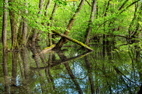 <p>Für den Elisabeth und Oscar Beugger-Preis 2022 sind Projekte gesucht, die in beispielhafter Weise der freien Naturentwicklung dienen und der Wildnis…</p>