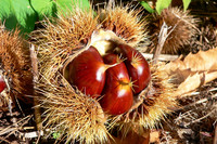 <p>Die Edel- oder Esskastanie ist an Standorten verbreitet, wo jetzt schon die Temperaturen herrschen, die man in den nächsten Jahrzehnten für…</p>