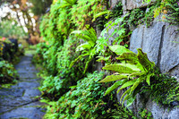 Der Hirschzungenfarn (Asplenium