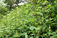 <p>Gebietsfremde und schädliche Tier- und Pflanzenarten sollen in der Schweiz effektiver und auch ausserhalb von Landwirtschaftsflächen und Wäldern…</p>