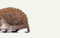 <p>Rebhuhn, Gefleckte Schnarrschrecke und Flachsseide sind schon weg, bald könnten Igel, Wiedehopf und Laubfrosch folgen. Zum Welttag der Biodiversität…</p>