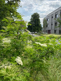 <p>Die Stiftung Natur &amp; Wirtschaft zeichnet Areale mit einem Zertifikat für natur­nahe Umgebungsgestaltung aus.</p>