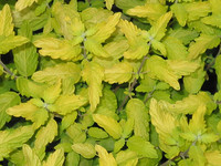 <p>Einen leuchtend gelben Blätterwald erleben wir jedes Jahr im Herbst, leider aber nur während kurzer Dauer. Um ganzjährig goldene Blattfarben in den…</p>