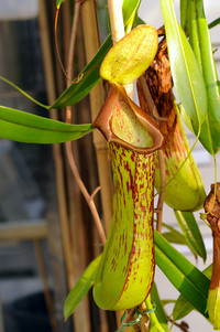 <p>Neuguinea ist die Insel mit der weltweit grössten Pflanzenvielfalt. Dies zeigt eine breit angelegte Studie unter&nbsp;Federführung der Universität Zürich.…</p>