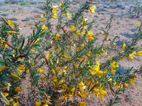 <p>In der aufregenden Welt der Botanik gibt es eine reiche Vielfalt an Pflanzenarten, von denen viele nicht nur durch ihre Schönheit, sondern auch durch…</p>